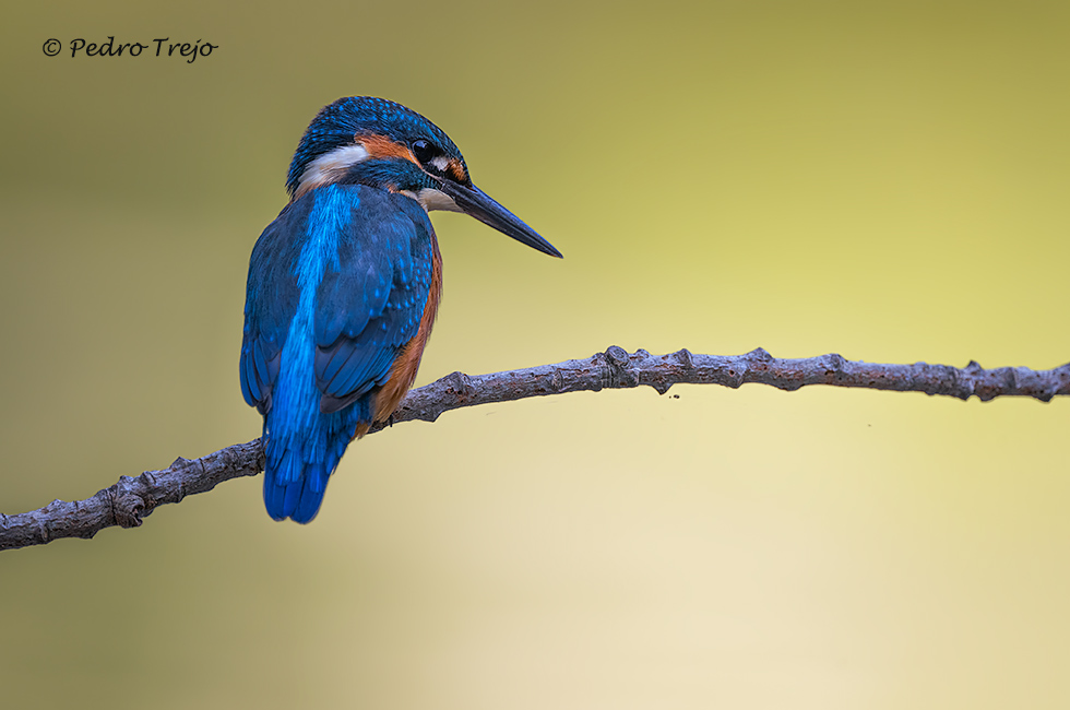 Martín pescador (Alcedo atthis)